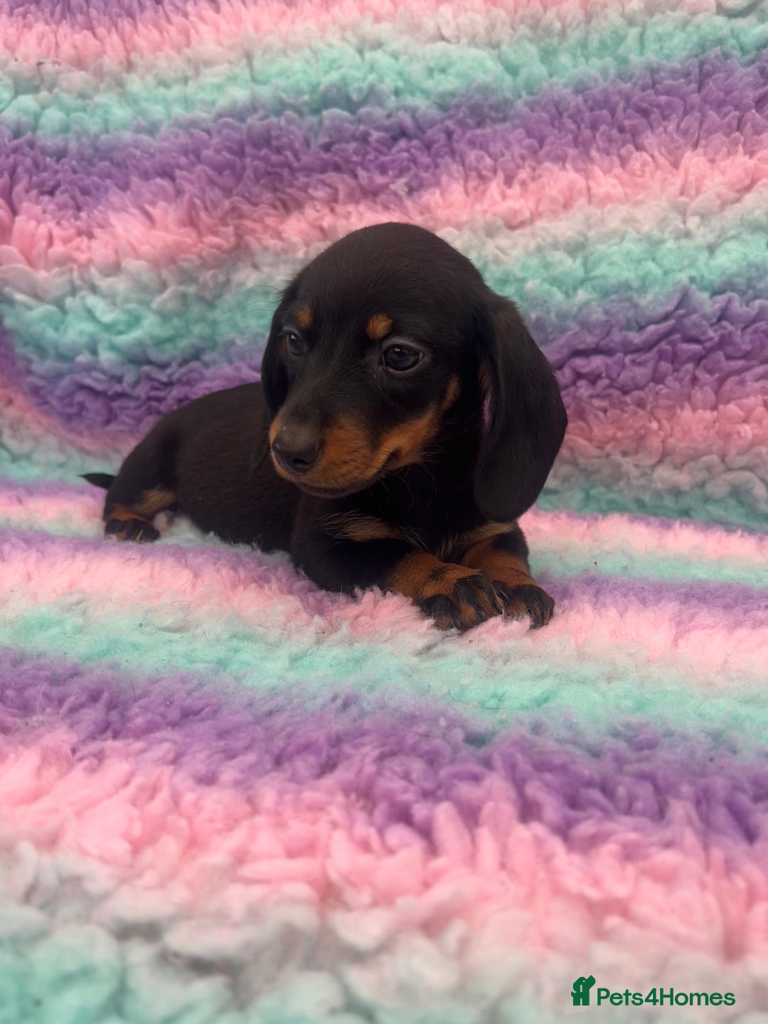 Miniature Dachshund dogs for sale: Miniature Dachshund Boys and Girls From £700 - Image 21