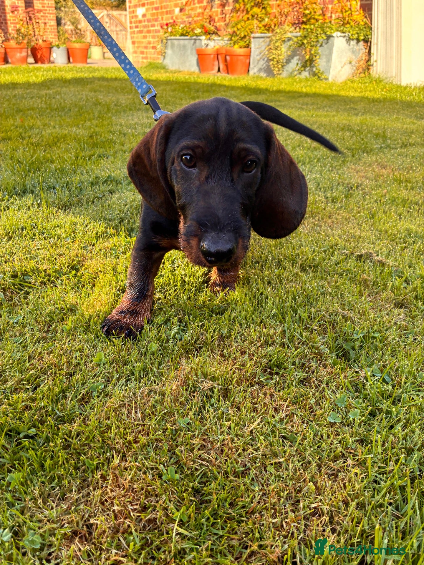 Dachshund dogs Teckel Arthur  - Advert 1