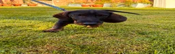 Dachshund dogs for sale: Teckel Arthur  - Advert 1