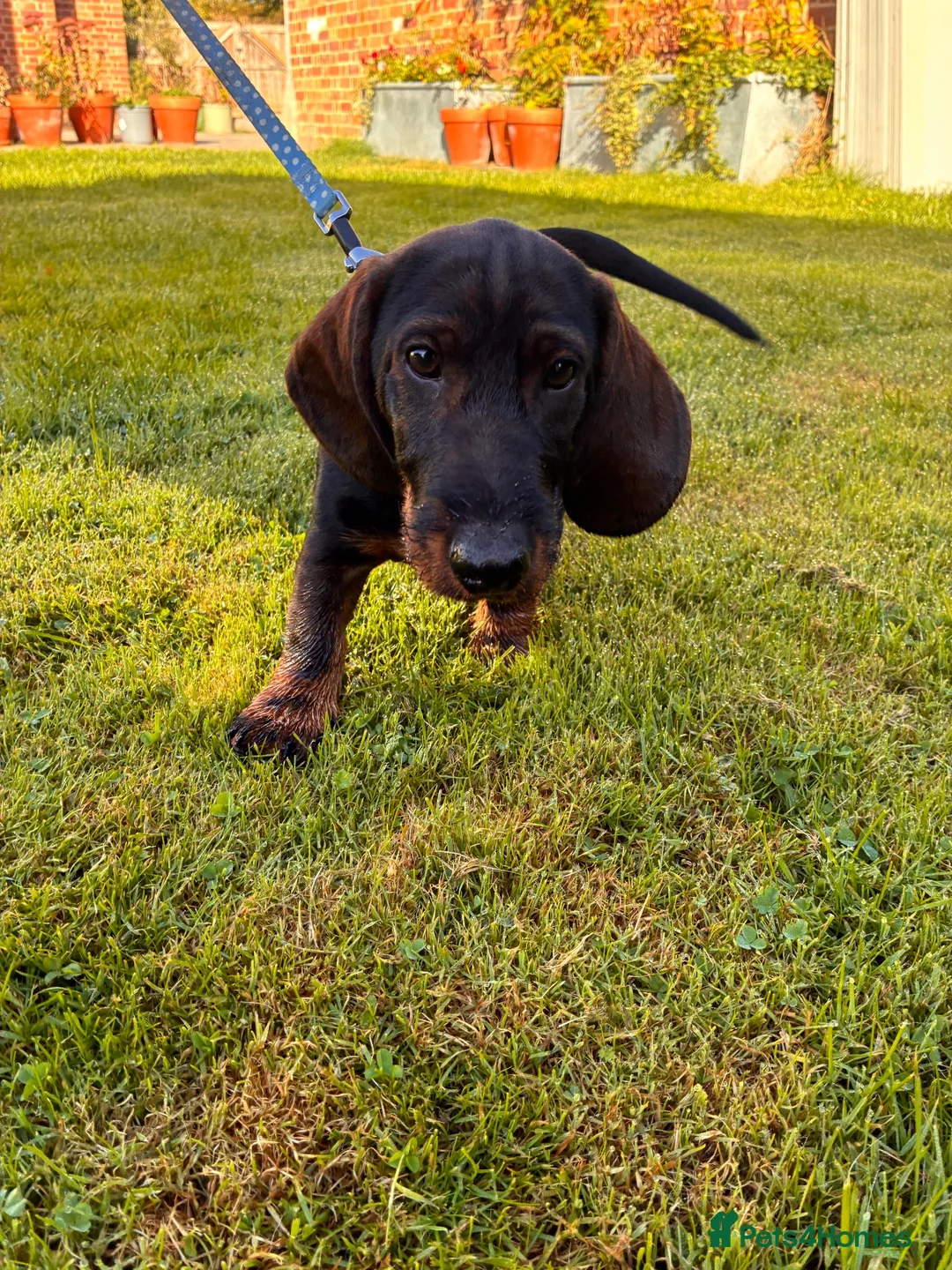 Dachshund dogs for sale: Teckel Arthur  - Advert 1