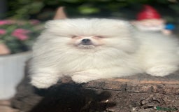 Pomeranian dogs for sale: Stunning Pom Boy Available in London - Image 2