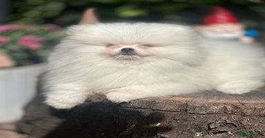Pomeranian dogs in London - Advert 14
