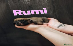 Mixed Breed dogs for sale: Pug x Lucher  - Image 26