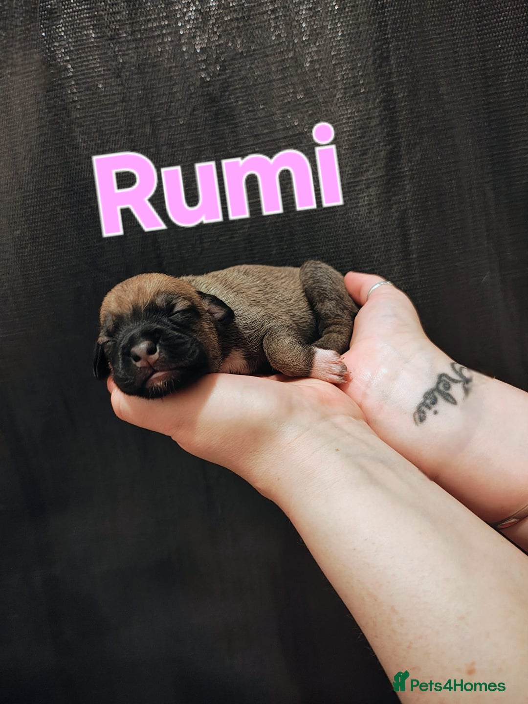 Mixed Breed dogs for sale: Pug x Lucher  - Image 26