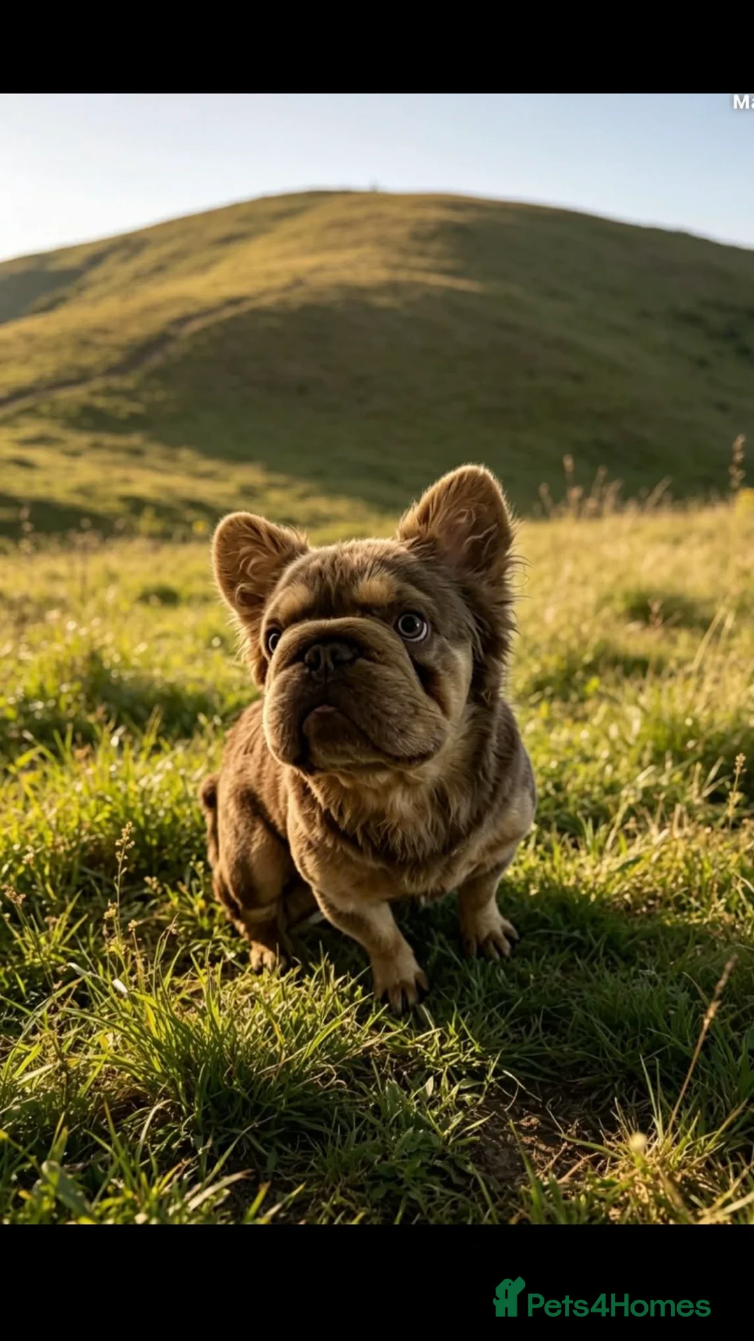 French Bulldog dogs for stud: 💥💥 **  new shade, visual fluffy STUD💥💥 in Lochgelly - Advert 1