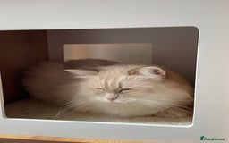 Ragdoll cats for sale: Ready to retire  - Image 6