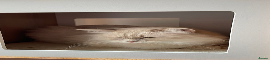 Ragdoll Kitten 1