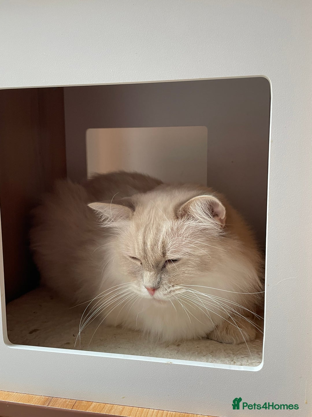 Ragdoll cats for sale: Ready to retire  - Image 6