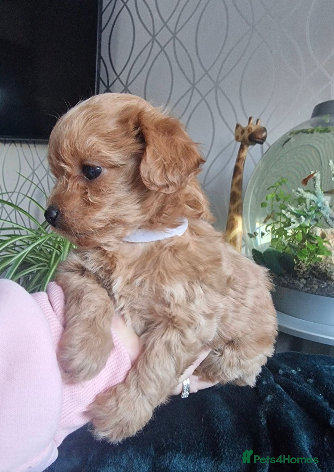 Chipoo dogs Asian chipoo  - Advert 14