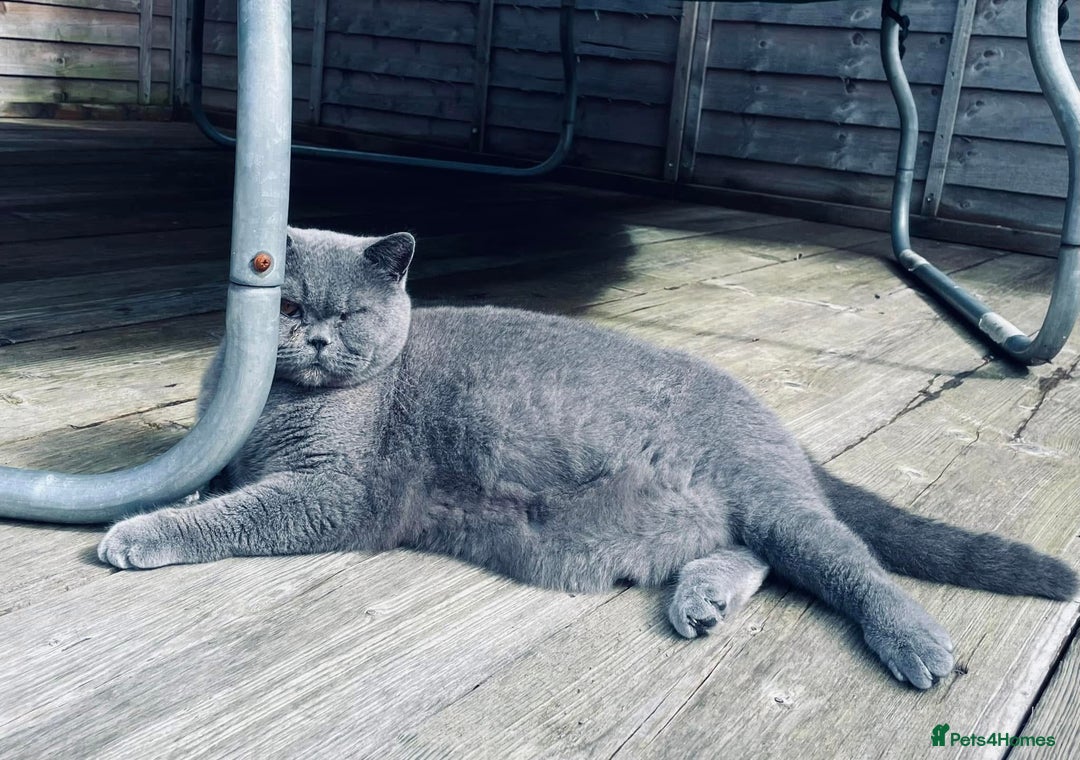 British Shorthair cats for sale: British shorthairs - Blue - Image 13