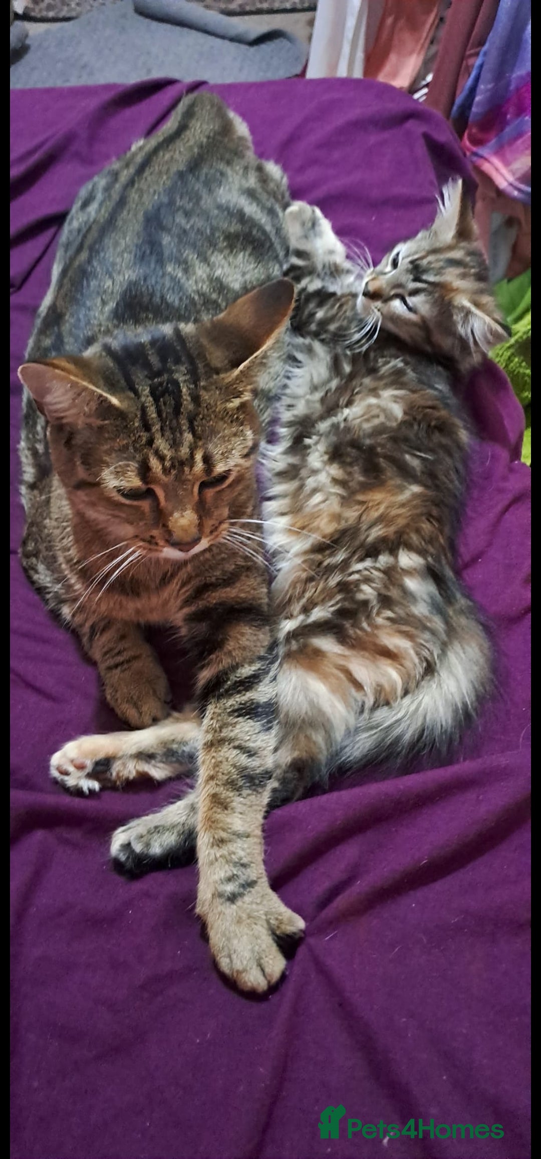 Mixed Breed cats for sale: Bengal Norwegian forest cross kitten  - Advert 3