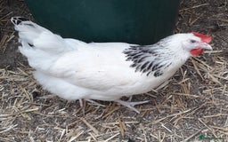 Chickens poultry for sale: Coloured hybrids pullets all female  - Image 3