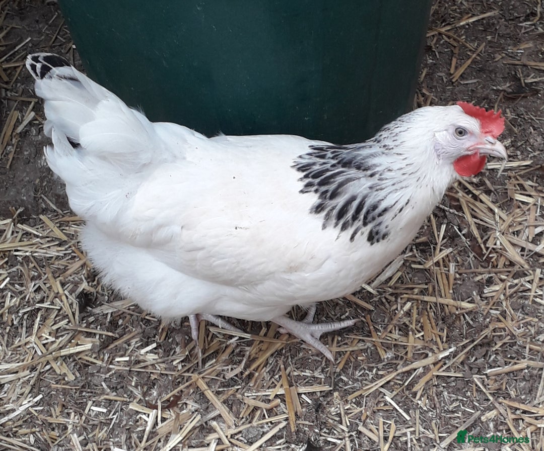 Chickens poultry for sale: Coloured hybrids pullets all female  - Image 3