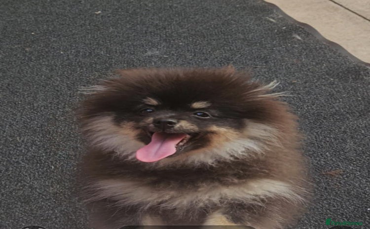 Pomeranian dogs - Advert 10