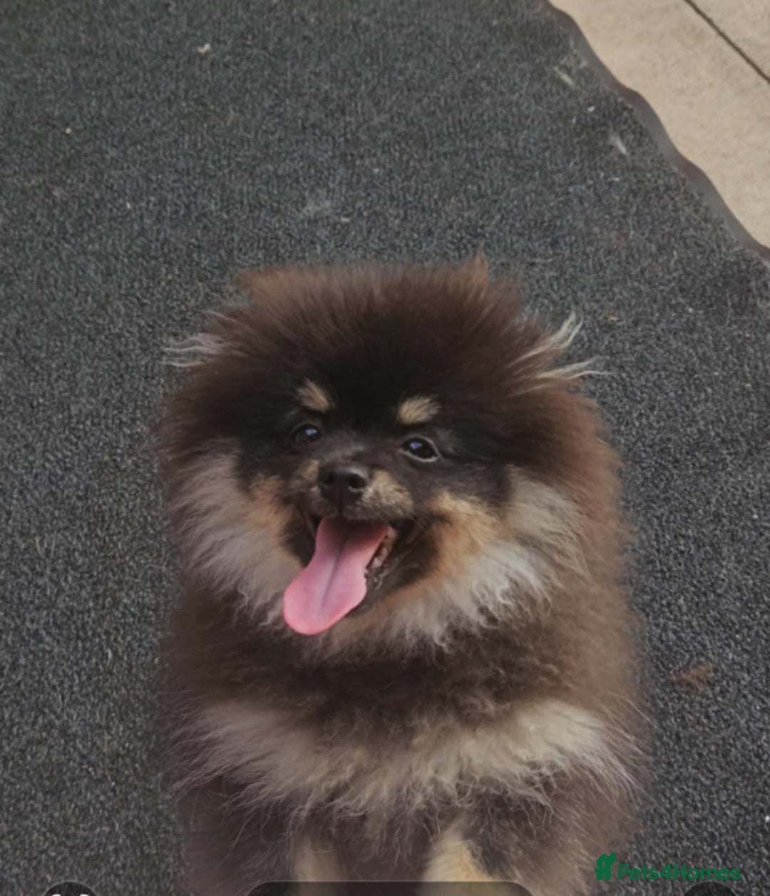 Pomeranian dogs for sale: Beautiful black and tan pomeranian puppy - Image 1