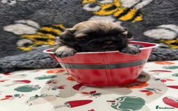 Shih Tzu dogs for sale: shih tzu F1 puppies  - Advert 9