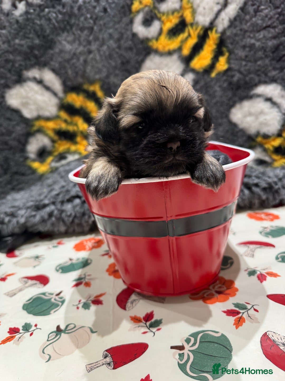 Shih Tzu dogs for sale: shih tzu F1 puppies  - Advert 9
