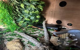 Corn Snake reptiles for sale: Female corn snake and full setup - Image 2
