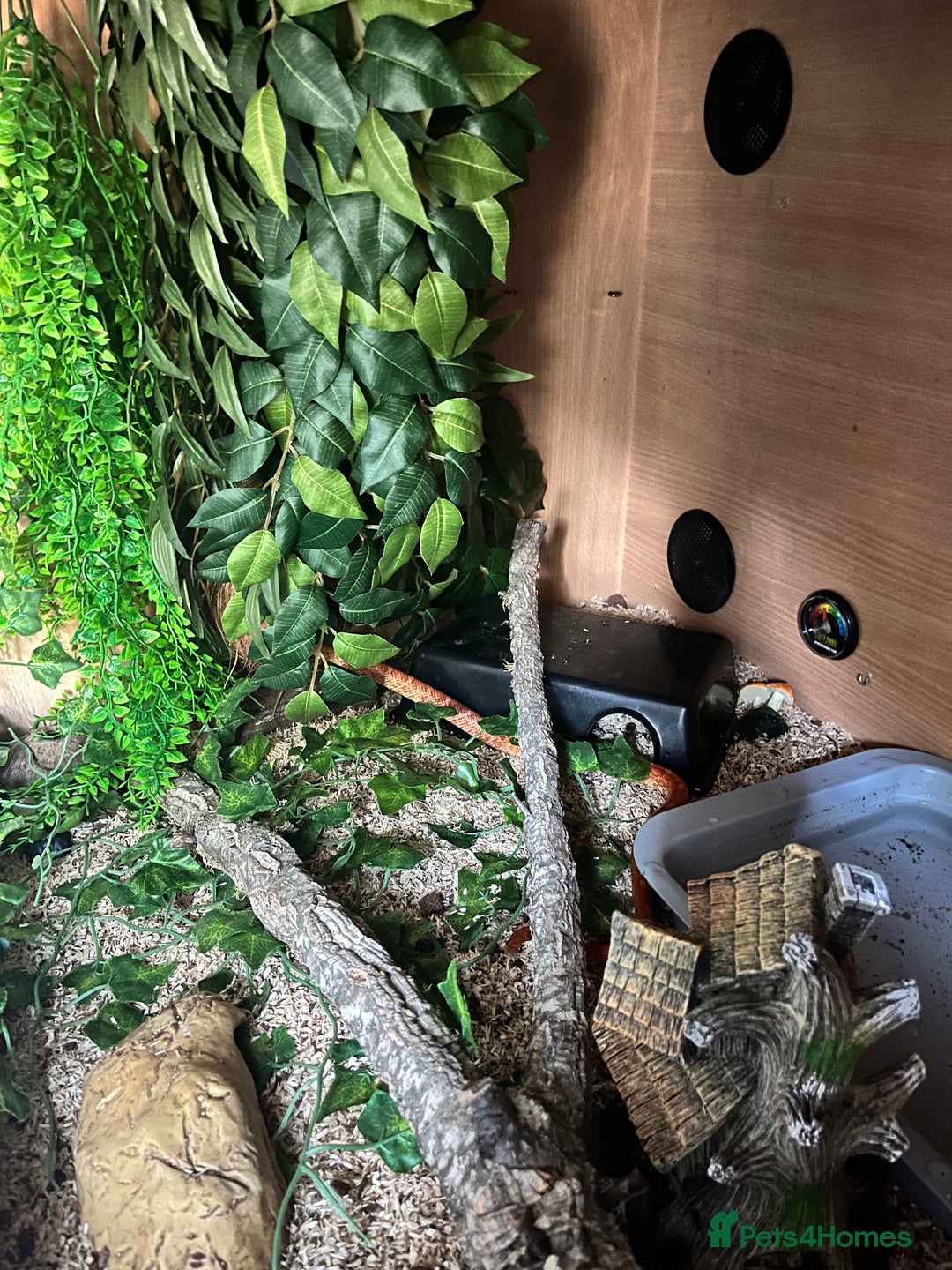 Corn Snake reptiles for sale: Female corn snake and full setup - Image 2