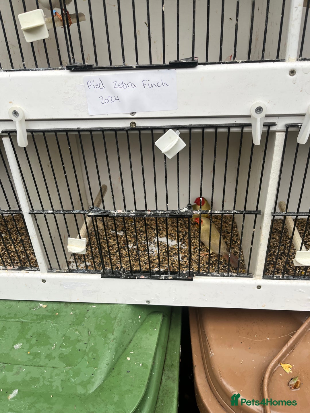 Finches birds for sale: Star zebra finch bengalese and canaries  - Image 7