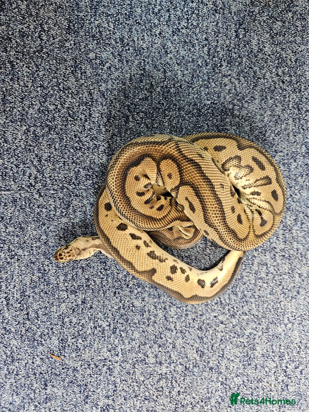 Python Snake reptiles for sale: Royal pythons - Advert 8