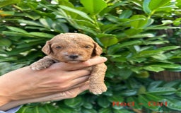 Cockapoo dogs for sale: Cockapoo F1b non moulting health tested puppies  - Image 9