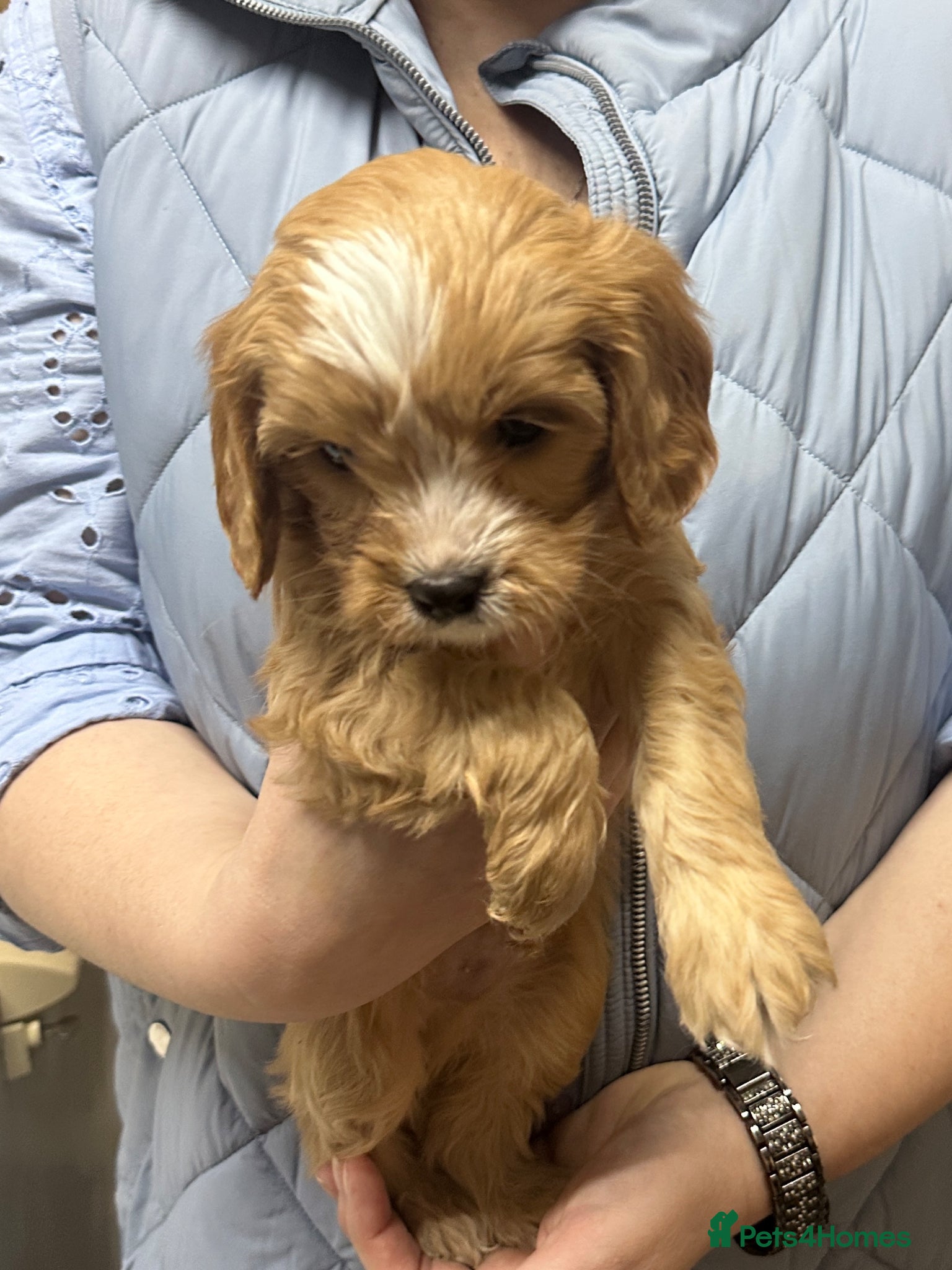 Cavapoo dogs Stunning Cavapoo Puppies - DNA tested parents - Advert 2