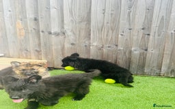 Mixed Breed dogs for sale: G.Sehepherd&white swiss Shepherd long coat puppies - Image 8