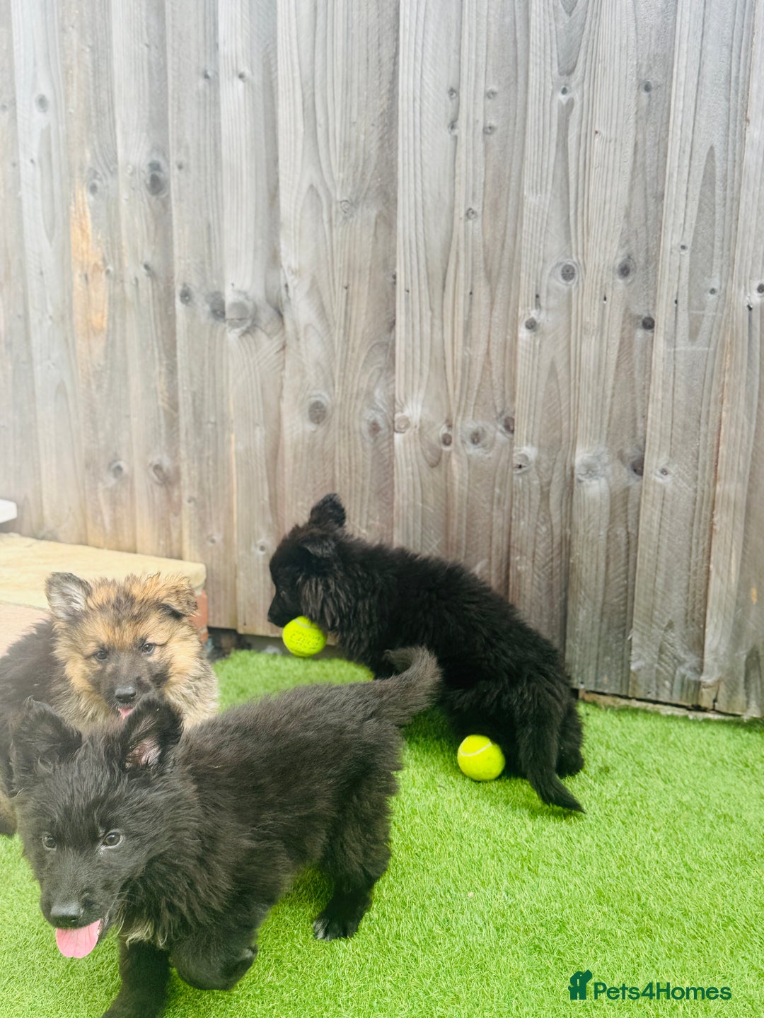 Mixed Breed dogs for sale: G.Sehepherd&white swiss Shepherd long coat puppies - Image 8