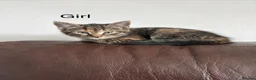 Domestic Shorthair cats for sale: 3 x beautiful kittens ready now  in Nelson - Advert 10