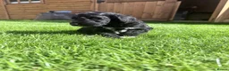 Australian Labradoodle dogs for sale: Beautiful Aussie Doodles - Advert 5
