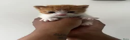 American Shorthair cats for sale: Kittens for reserve - Advert 6