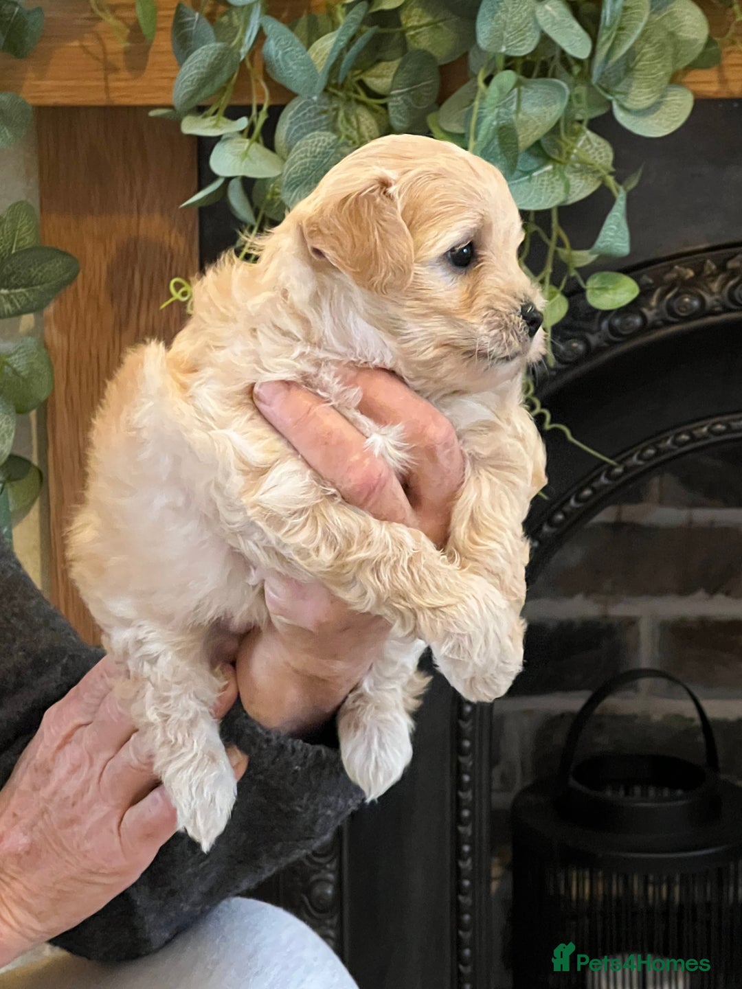 Maltipoo dogs for sale: Maltipoo puppies  - Advert 13