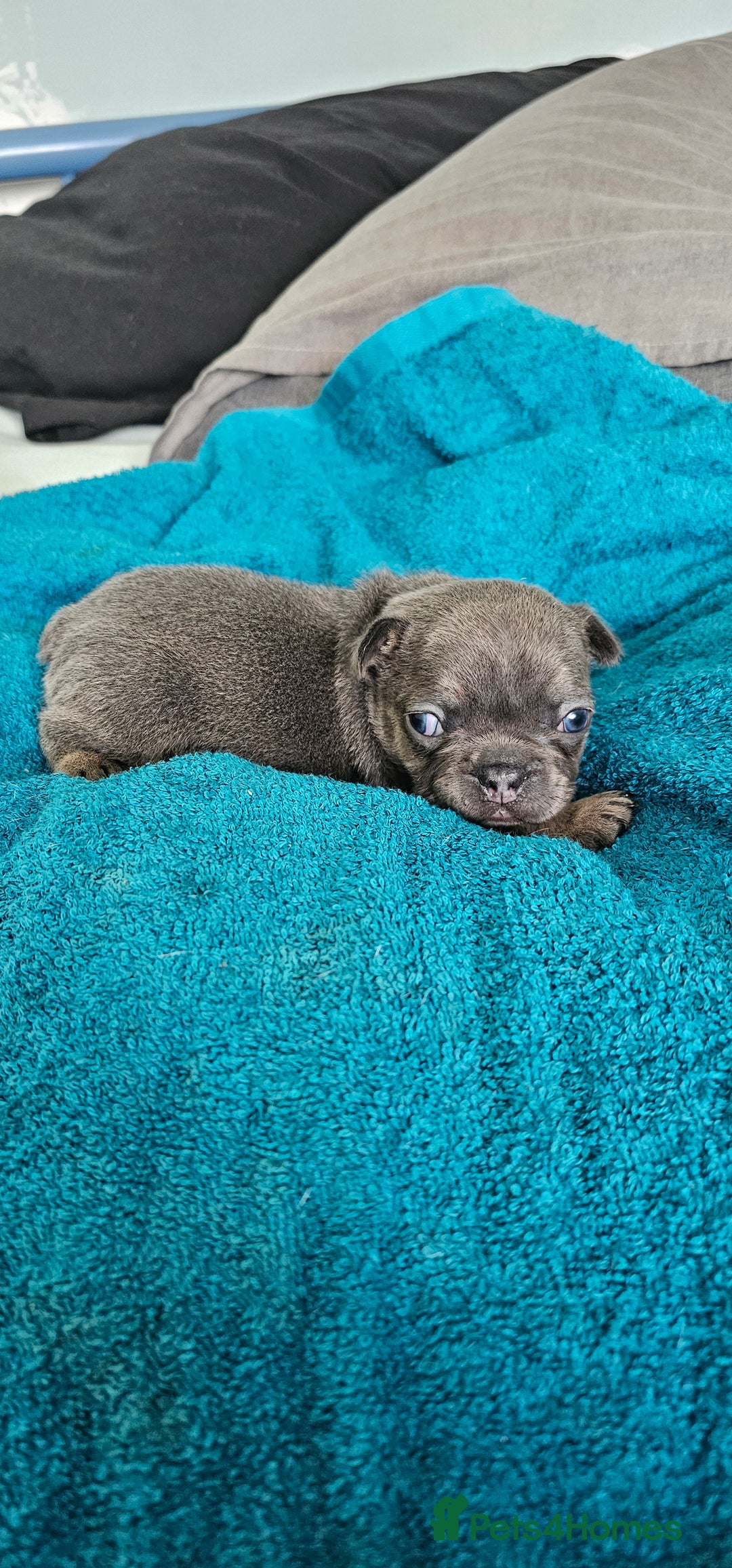 French Bulldog dogs for sale: 4 KC REG FRENCH BULLDOGS  - Image 1