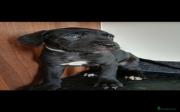 Mixed Breed dogs for sale: Great dane X Cane corso  - Image 3