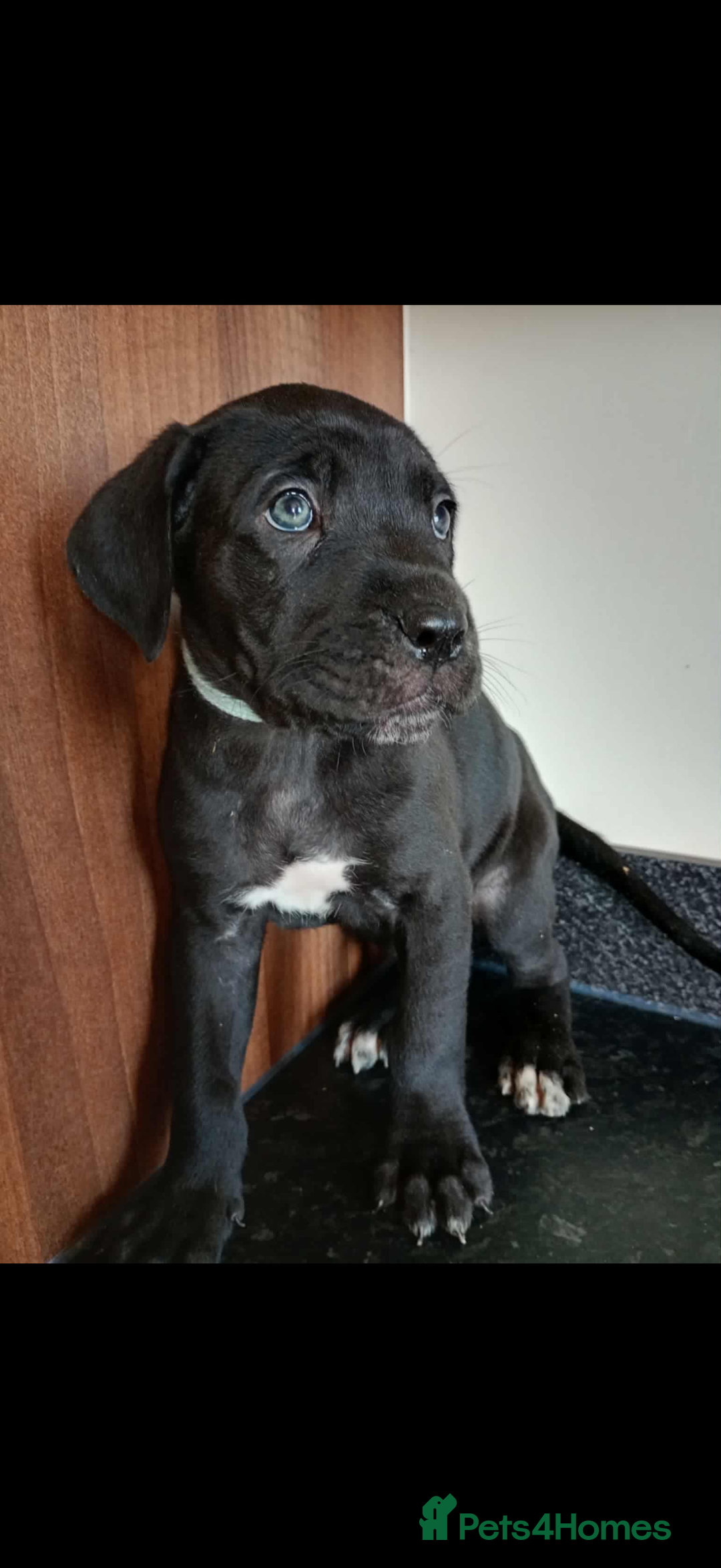 Mixed Breed dogs for sale: Great dane X Cane corso  - Image 3