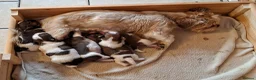 Mixed Breed dogs for sale: Shih-Tzu X puppies in Wisbech - Advert 2