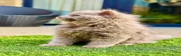 British Longhair cats for sale: 🩵 Exceptional Lilac British Longhair Kitten 🩵 - Advert 4
