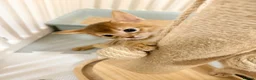 Abyssinian cats for sale: Abyssinian Kittens 🐾 - Advert 25