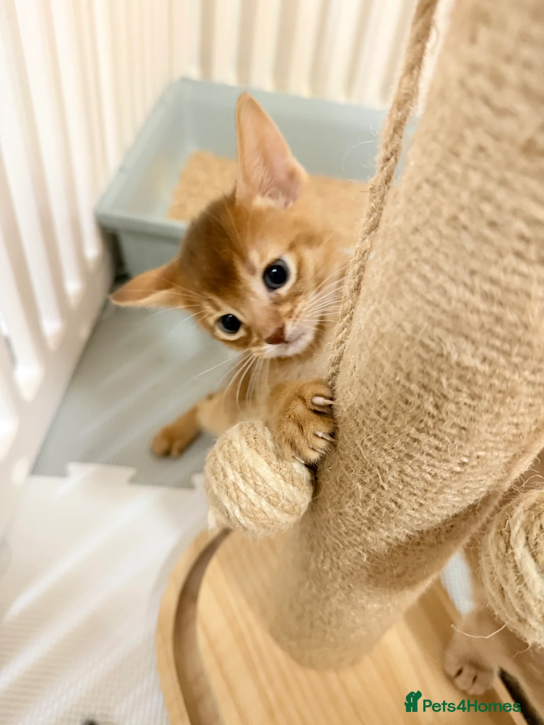 Abyssinian cats for sale: Abyssinian Kittens 🐾 - Advert 25