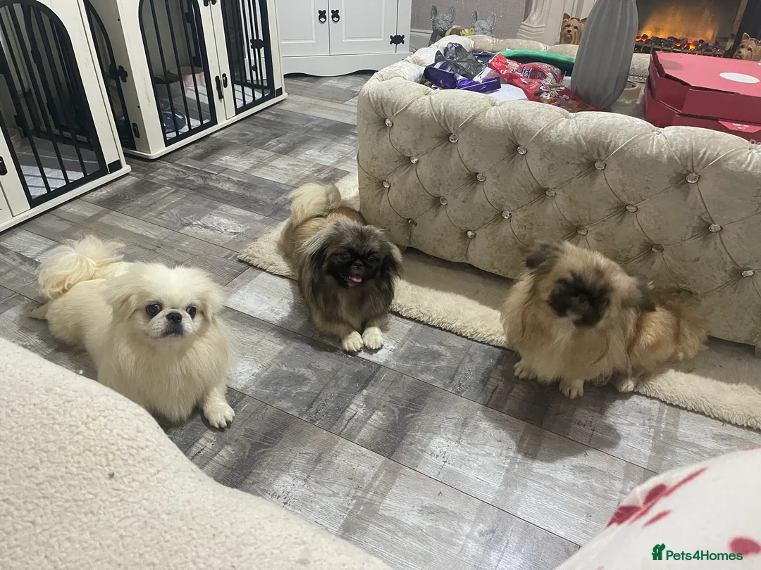 Pekingese dogs for sale: Beautiful Pekingese  - Advert 3