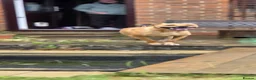 Bullmastiff dogs for sale: Bullmastiff  - Advert 6