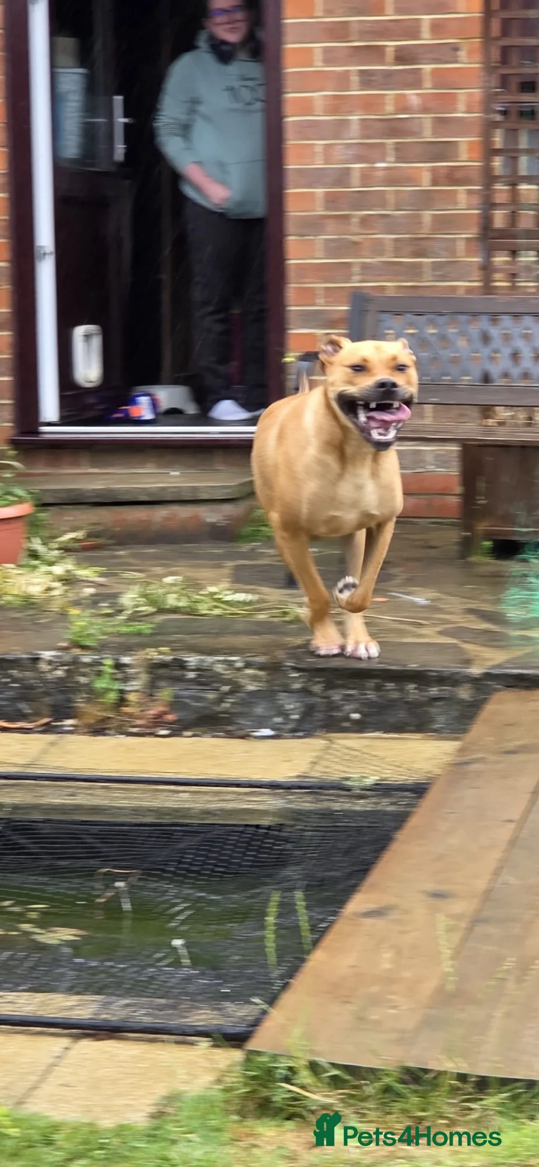 Bullmastiff dogs for sale: Bullmastiff  - Advert 6