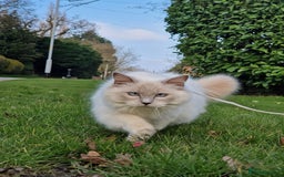 Ragdoll cats for sale: Beautiful Lilac Mitted Ragdoll Queen - Image 6