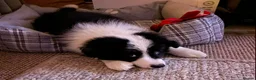 Border Collie dogs for stud: proven border collie at stud - Advert 16