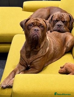 Dogue De Bordeaux dogs Junior - Advert 3