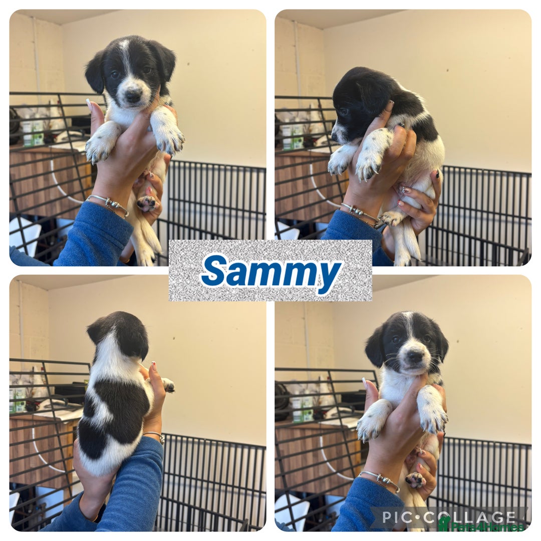 Sprollie dogs for sale: Litter of 9 sprollie pups available! in Preston - Image 22