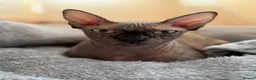 Sphynx cats for sale: Beautiful Sphynx Girl Ready for Her Forever Home  - Advert 2