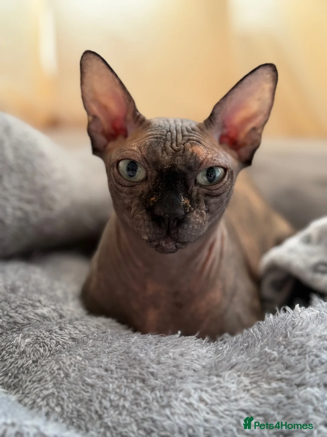 Sphynx cats for sale: Beautiful Sphynx Girl Ready for Her Forever Home  - Advert 2