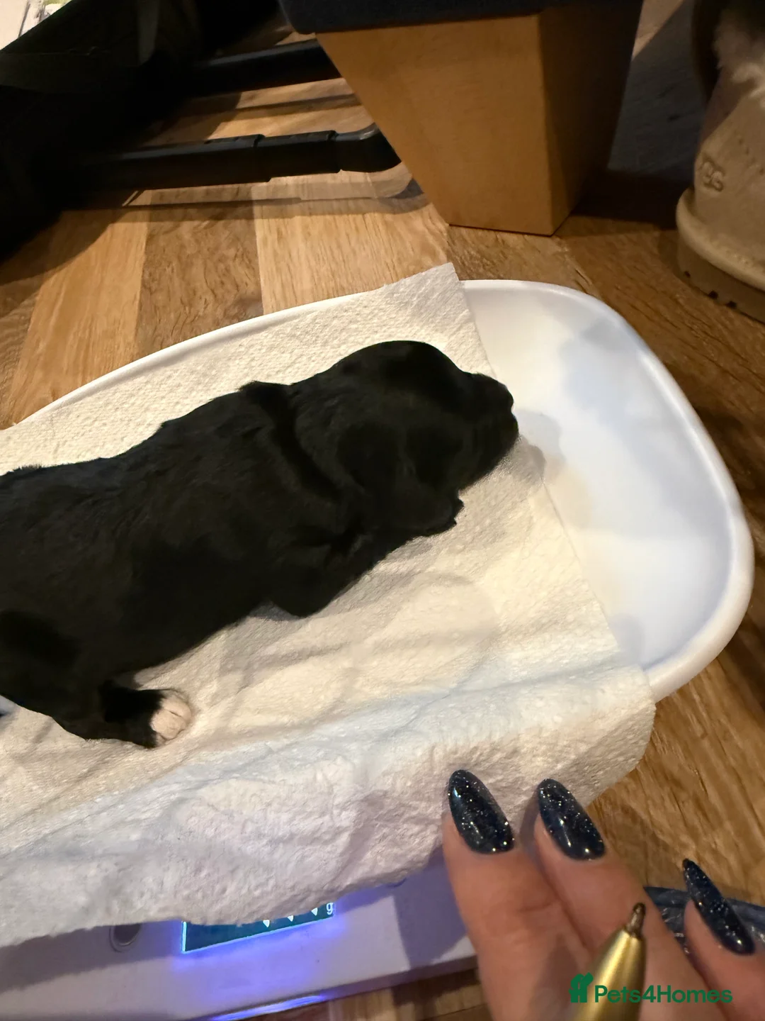 Cavapoo dogs for sale: Beautiful F1b Cavapoo Puppies - Only 3 left  - Advert 20